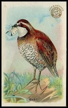 1 Quail